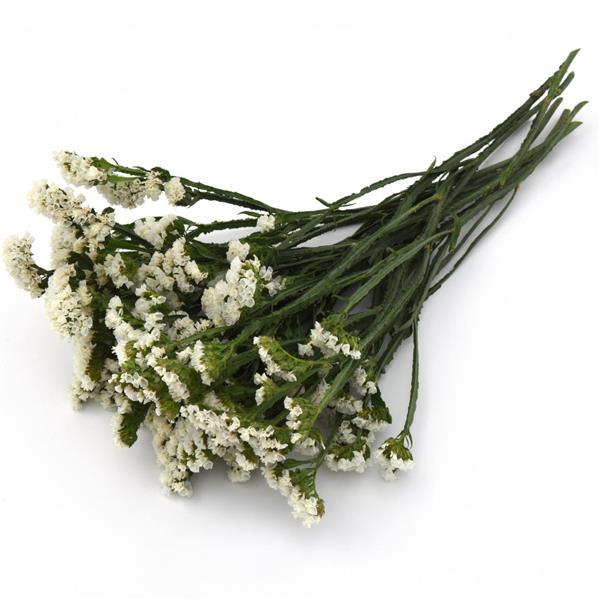 White Statice flower filler, greenery and foliage, Flowers, Bulk, Wholesale, DIY, Wedding