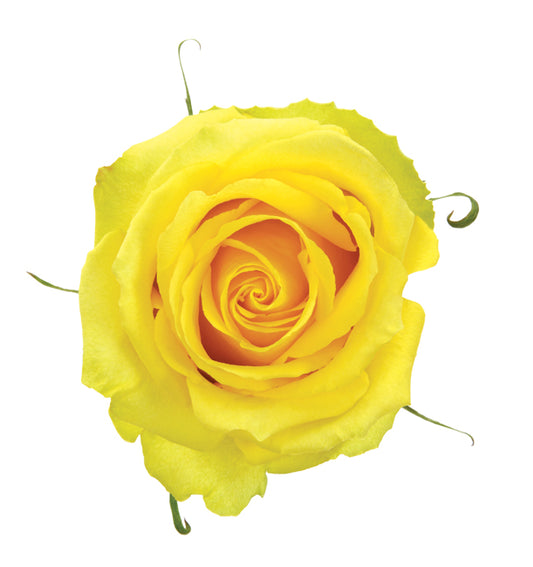 Yellow Rose, roses, flower, Flowers, Bulk, Wholesale, DIY, Wedding