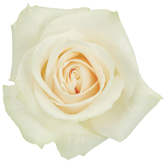 Rose, Roses, Off white, Cream, flower, Flowers, Bulk, Wholesale, DIY, Wedding