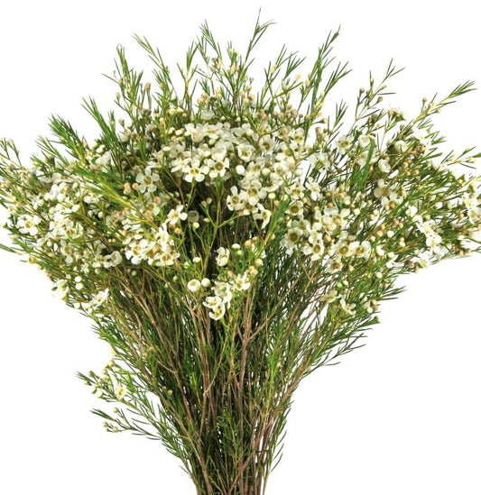 White Waxflower, flower filler, foliage and greenery, Flowers, Bulk, Wholesale, DIY, Wedding