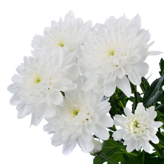 Chrysanthemums Cushion White