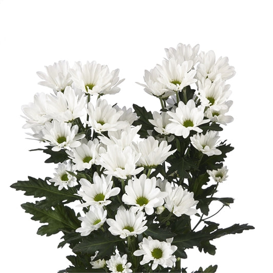 Best White Daisy Flowers