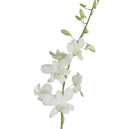 White Dendrobium Orchid, Tropical Flower, Flowers, Bulk, Wholesale, DIY, Wedding