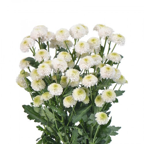 Button Chrysanthemum White