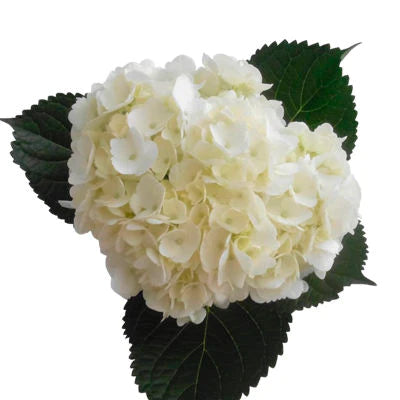 White Hydrangea Flower, Flowers, Bulk, Wholesale, DIY, Wedding