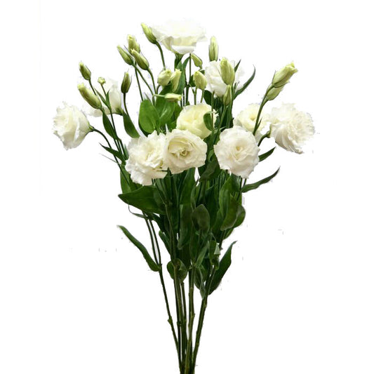 White Lisianthus flower, Flowers, Bulk, Wholesale, DIY, Wedding