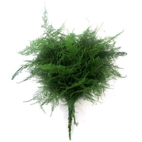 Plumosa, Foliage and Greenery, Flowers, Bulk, Wholesale, DIY, Wedding