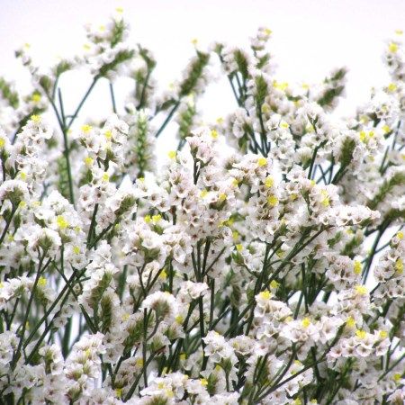 White Limonium, Flower Filler, Greenery and Foliage, Flowers, Bulk, Wholesale, DIY, Wedding